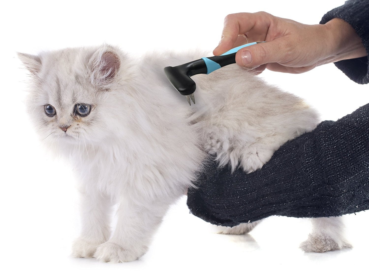 cat grooming service dubai