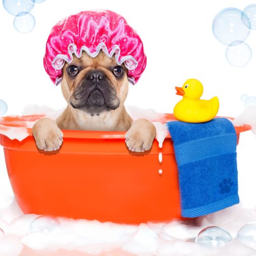 Dog Bathing