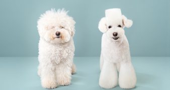 mobile pet grooming dubai