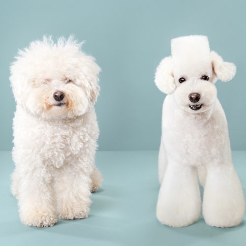 mobile pet grooming dubai