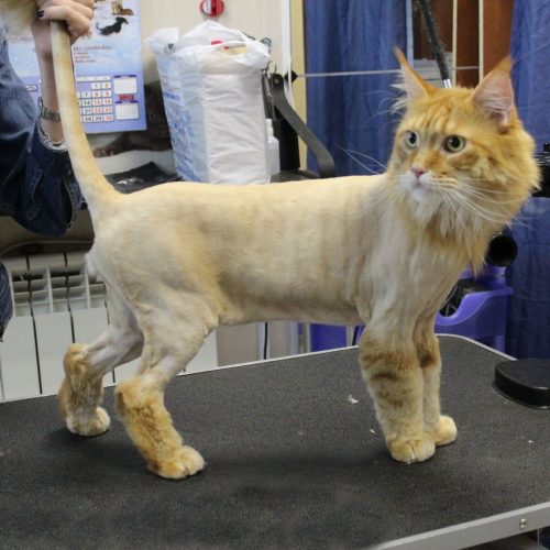 mobile pet grooming dubai
