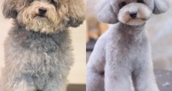 dog grooming service dubai