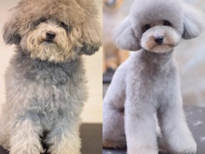 dog grooming service dubai