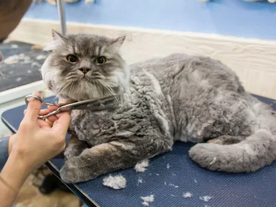 pet grooming dubai