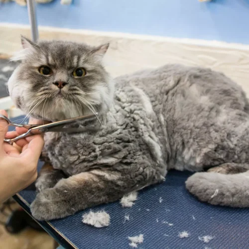 pet grooming dubai