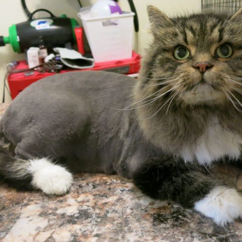 cat grooming service dubai