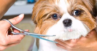 mobile pet grooming dubai