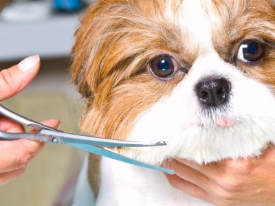 mobile pet grooming dubai