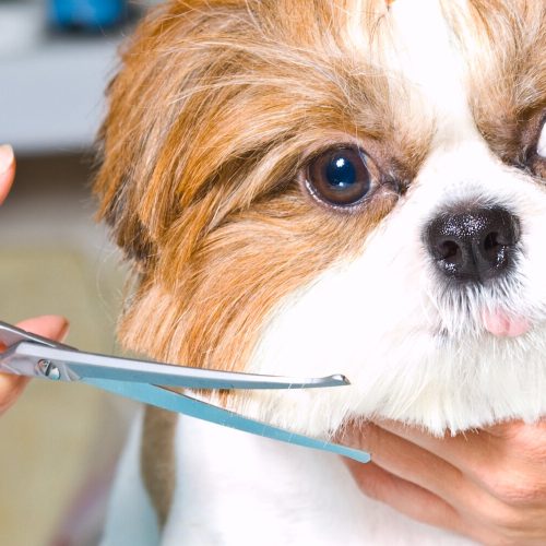 mobile pet grooming dubai