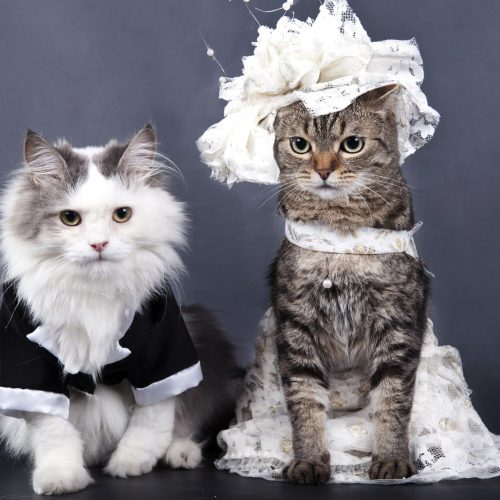 expert pet groomers dubai