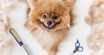 pet grooming service dubai