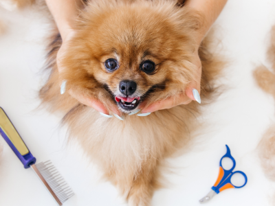 pet grooming service dubai