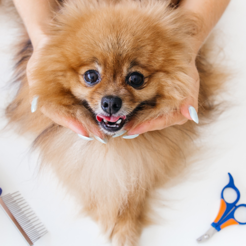 pet grooming service dubai