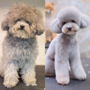 dog grooming service dubai