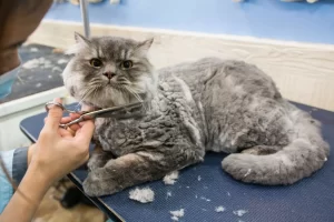pet grooming dubai