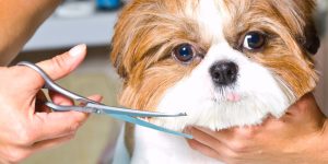 mobile pet grooming dubai