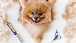 pet grooming service dubai