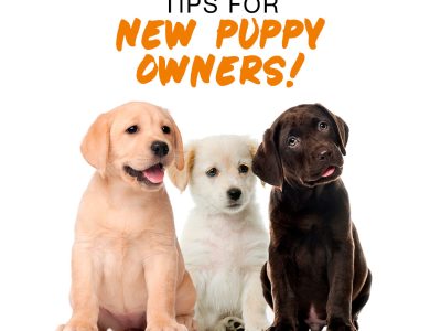 puppy hostel jaipur