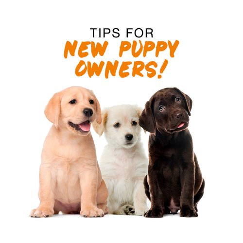 puppy hostel jaipur