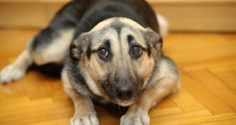 dog hostel jaipur