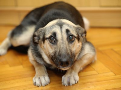 dog hostel jaipur
