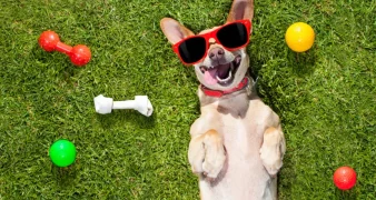 dog hostel jaipur