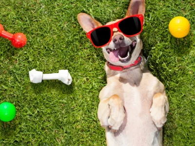 dog hostel jaipur