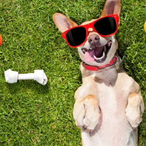 dog hostel jaipur