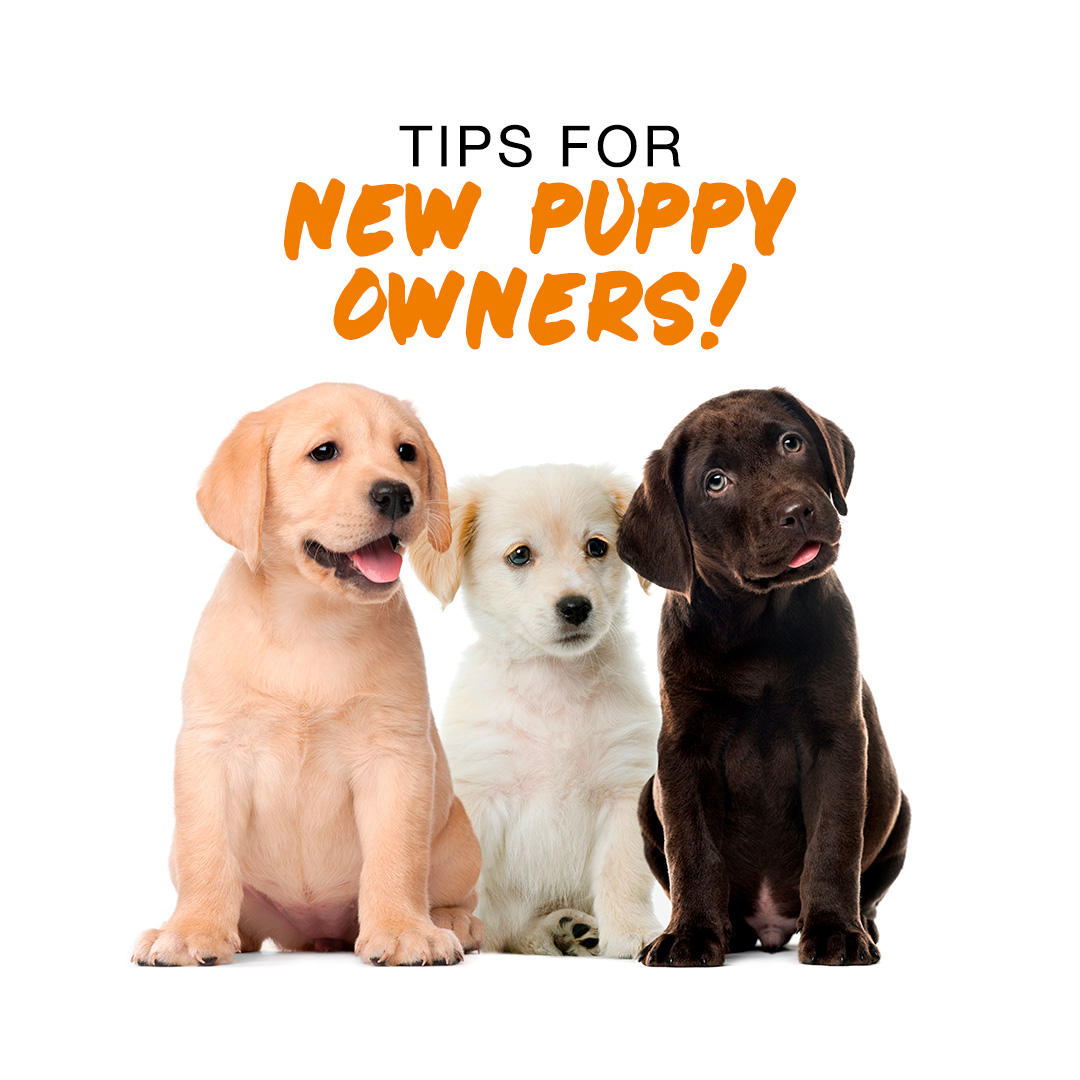 puppy hostel jaipur