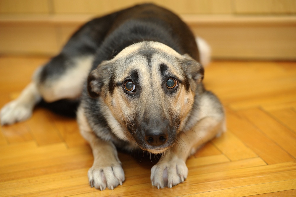 dog hostel jaipur